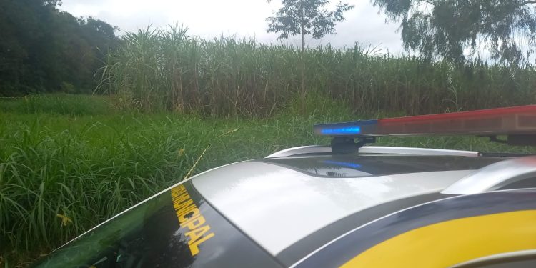 Crianças encontram dois corpos em canavial e polícia investiga execução em Foz