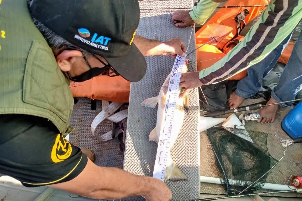 Piracema começa neste domingo e restringe pesca de peixes nativos no Paraná