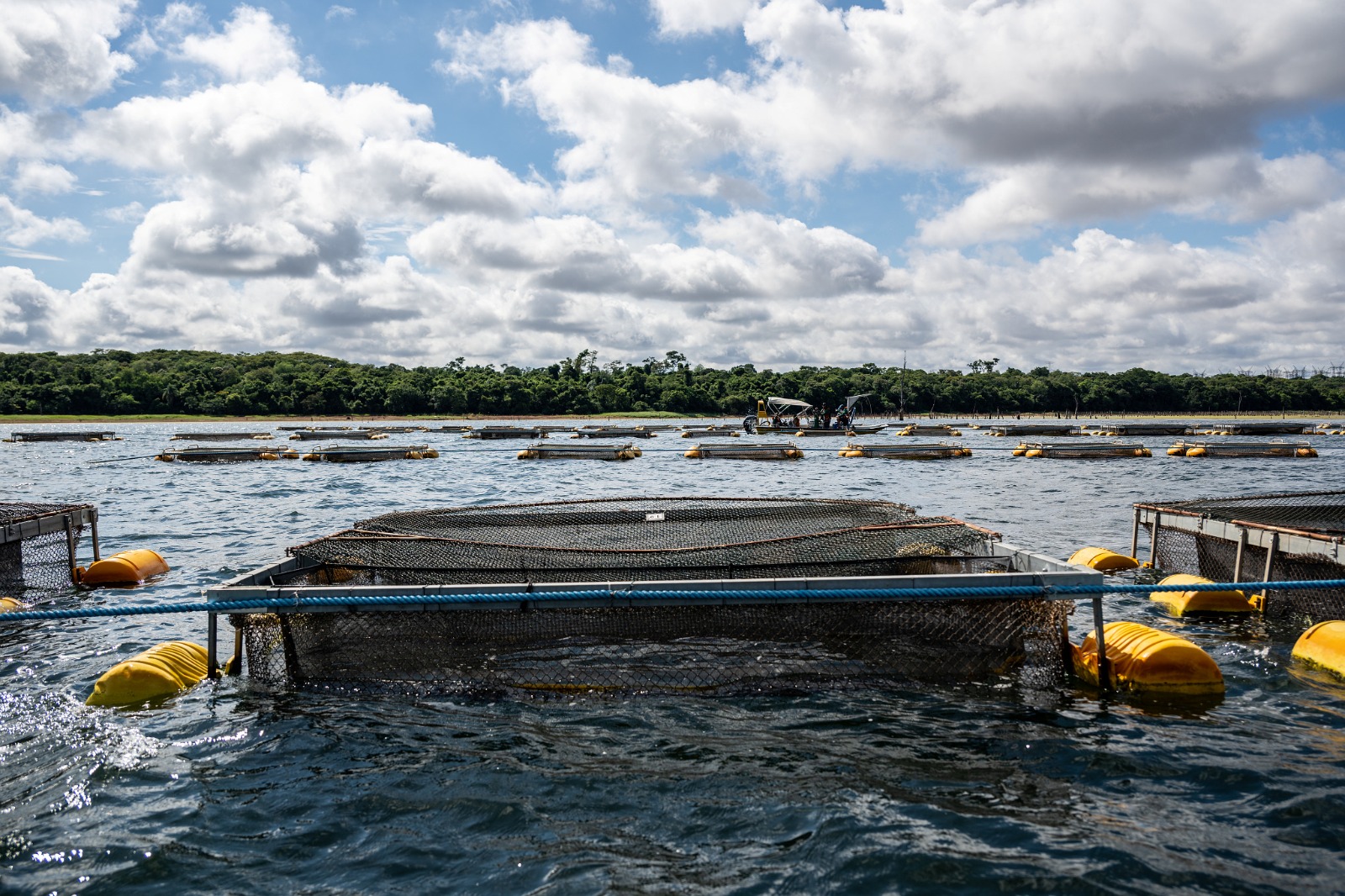 Lei sancionada no Paraguai abre caminho para cultivo de tilápia no reservatório de Itaipu