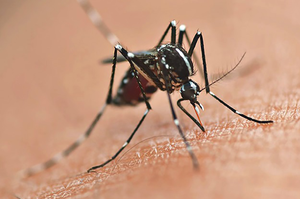 Dengue avança no Paraná em 2025 e acende sinal de alerta em Foz do Iguaçu